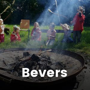 bevers